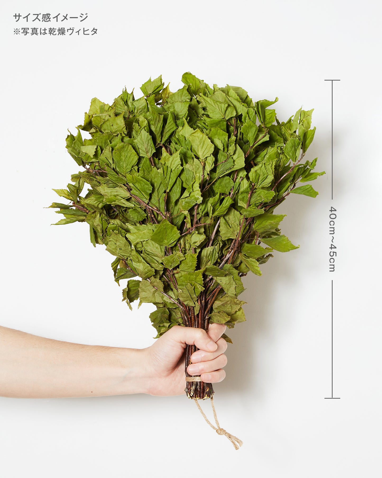 岩手県 平庭高原産 フレッシュヴィヒタ(2本セット / 6本セット)